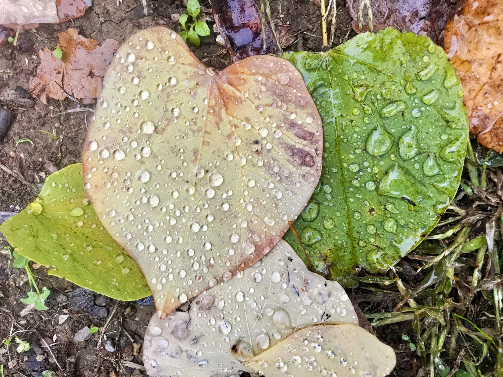 skd precipitationleaves 111219 p01